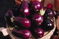 Aubergine